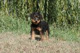 AIREDALE TERRIER 076